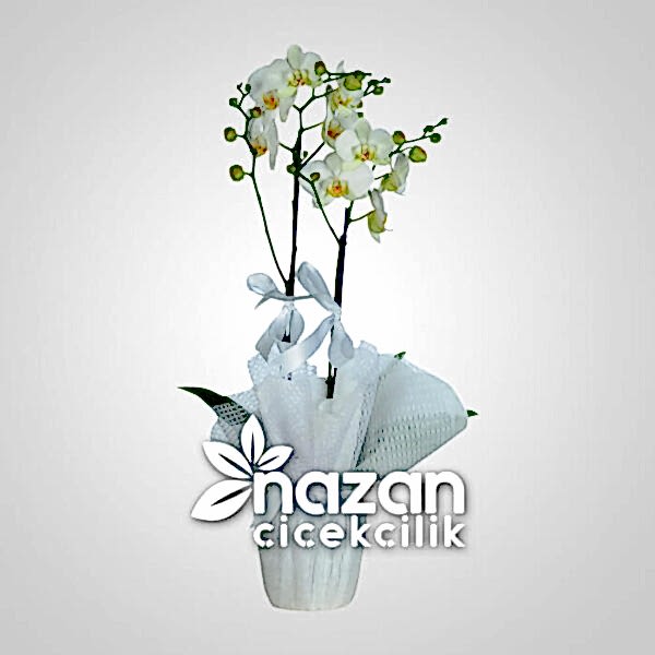 nazan-cicekcilik-2li-beyaz-orkide-1