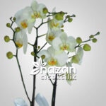 nazan-cicekcilik-2li-beyaz-orkide-2