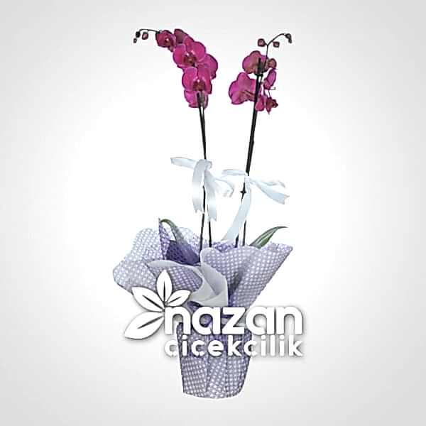 nazan-cicekcilik-ikili-mor-orkide-1