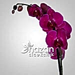 nazan-cicekcilik-ikili-mor-orkide-3