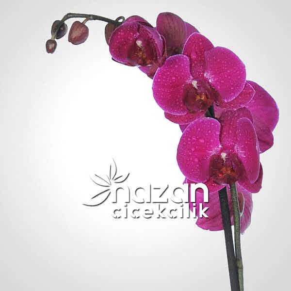 nazan-cicekcilik-ikili-mor-orkide-3
