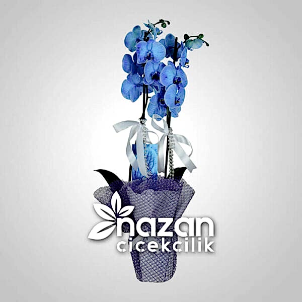 nazan-cicekcilik-mavi-orkide-1