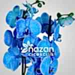 nazan-cicekcilik-mavi-orkide-2