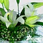 Nazan Cicekcilik Şeffaf Silindir Vazoda Beyaz Lilyumlar 3