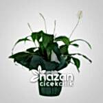 Nazan Cicekcilik Spatifilyum Baris Cicegi 1