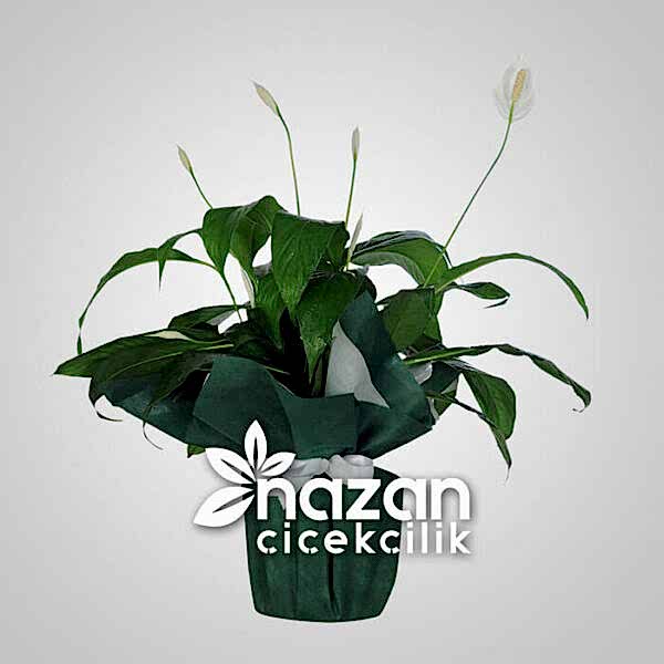Nazan Cicekcilik Spatifilyum Baris Cicegi 1