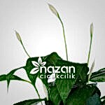 Nazan Cicekcilik Spatifilyum Baris Cicegi 2