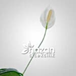 Nazan Cicekcilik Spatifilyum Baris Cicegi 3