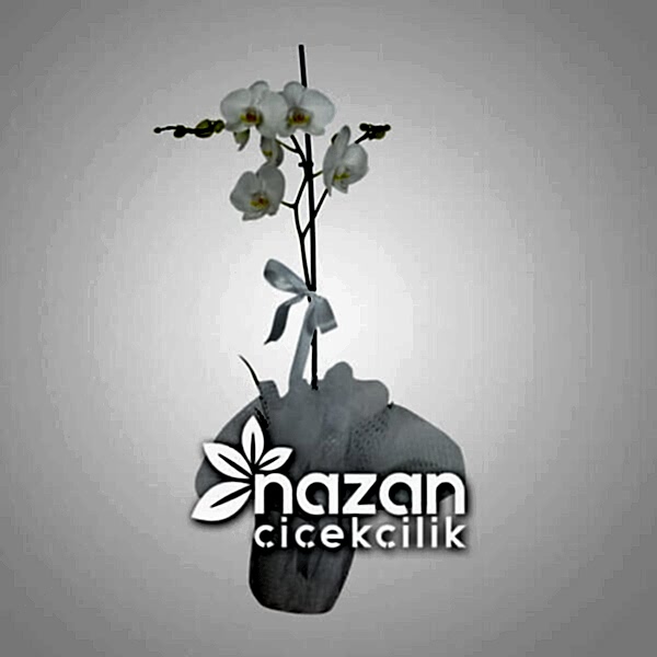 nazan-cicekcilik-tek-dal-beyaz-orkide-1