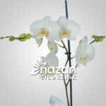 nazan-cicekcilik-tek-dal-beyaz-orkide-2