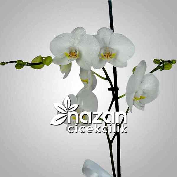 nazan-cicekcilik-tek-dal-beyaz-orkide-2