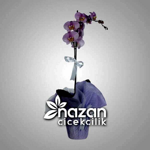 nazan-cicekcilik-tek-dal-pembe-orkide-1
