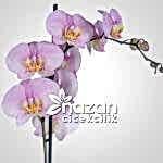 nazan-cicekcilik-tek-dal-pembe-orkide-2