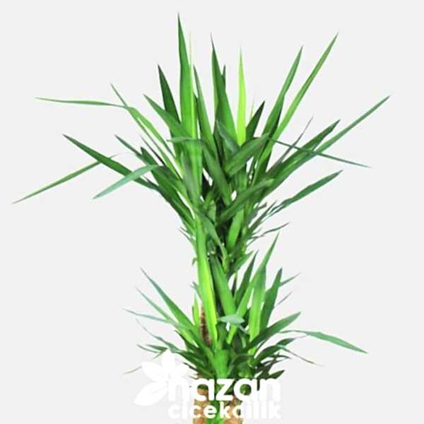 Nazan Cicekcilik 3lu Yucca 2