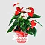 nazan-cicekcilik-buyuk-boy-antoryum-1