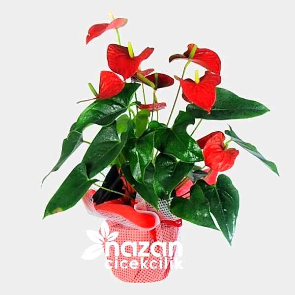 nazan-cicekcilik-buyuk-boy-antoryum-1