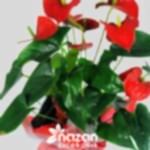 nazan-cicekcilik-buyuk-boy-antoryum-2