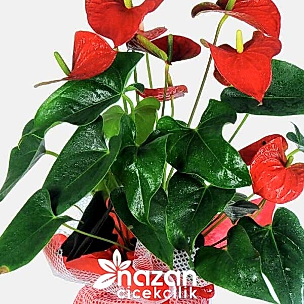 nazan-cicekcilik-buyuk-boy-antoryum-2