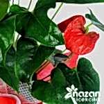 nazan-cicekcilik-buyuk-boy-antoryum-3