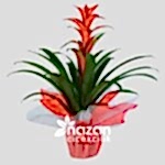 nazan-cicekcilik-buyuk-boy-guzmania-1