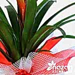 nazan-cicekcilik-buyuk-boy-guzmania-3