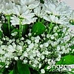 nazan-cicekcilik-seffaf-silindir-vazoda-beyaz-krizantemler-3