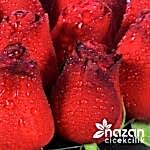 nazan-cicekcilik-siyah-kutuda-20-adet-kirmizi-gul-3