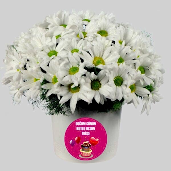 nazan-cicekcilik-seramik-vazoda-beyaz-krizantemler-dogum-gunu-kutlu-olsun