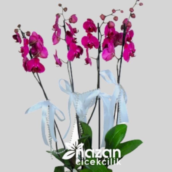 nazan-cicekcilik-seramik-vazoda-4lu-mor-orkide-2