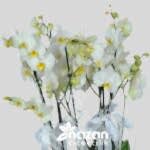 nazan-cicekcilik-seramik-vazoda-6li-beyaz-orkide-3