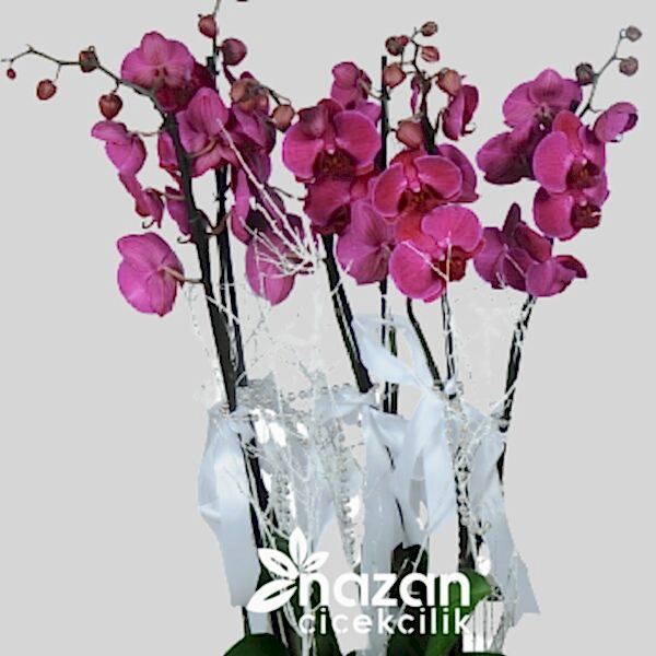 nazan-cicekcilik-seramik-vazoda-6li-mor-orkide-2