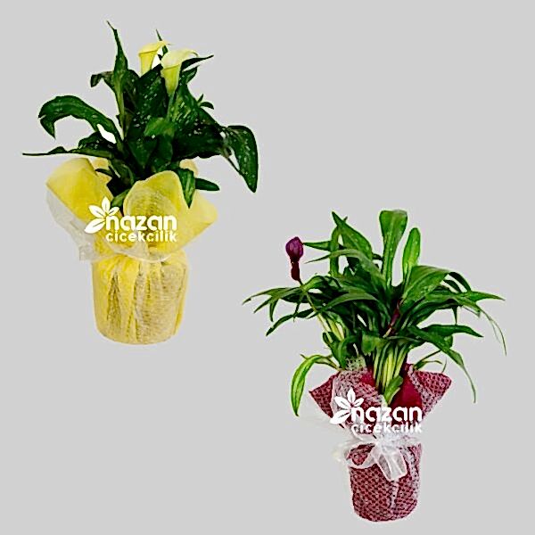 nazan-cicekcilik-saksida-gala