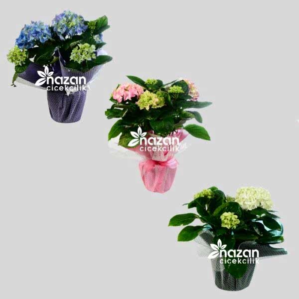 nazan-cicekcilik-saksida-ortanca-x1